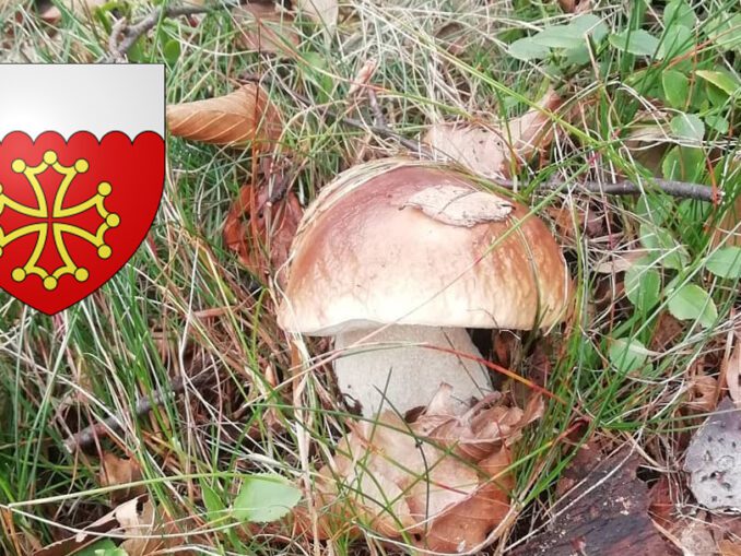Coins à champignons dans la Drôme - Chasseurs de champignons