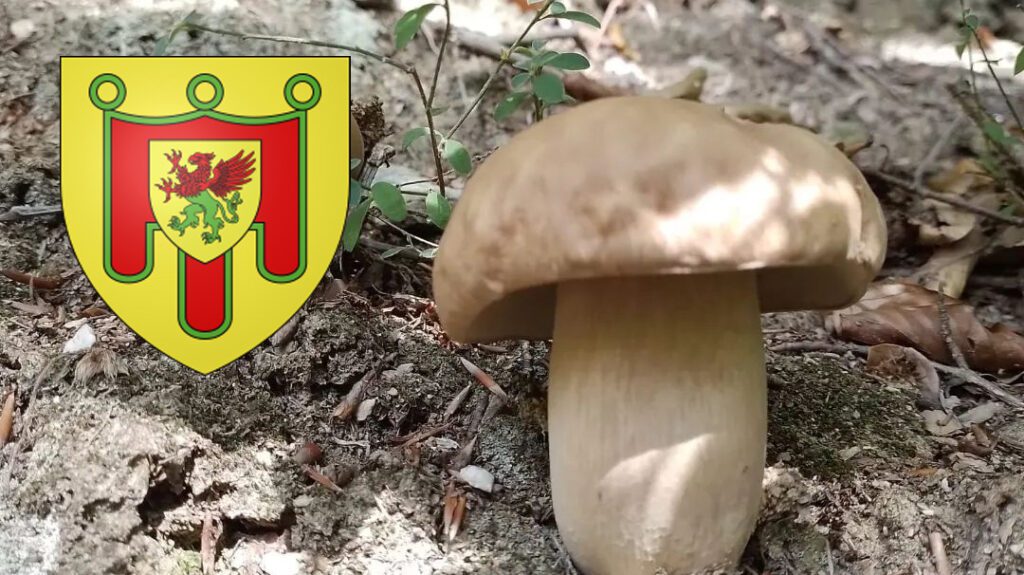 Coins à champignons dans le Puy de Dôme (63)