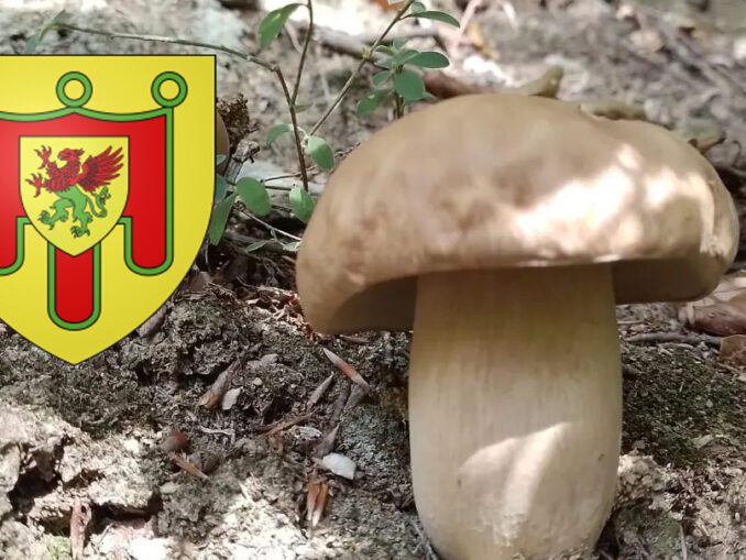Coins à champignons en HauteSavoie Chasseurs de champignons — free download