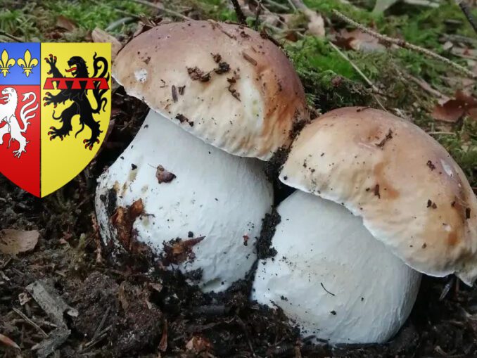 Coins à champignons dans le Gard - Chasseurs de champignons