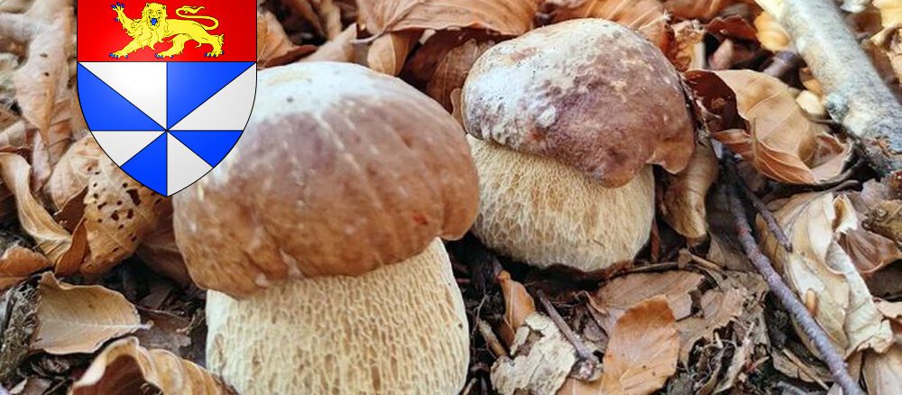 Coins à champignons en Gironde (33).jpg