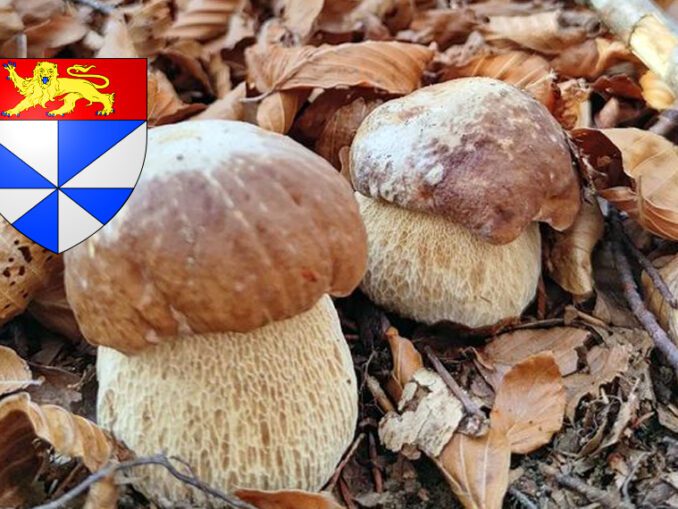 Coins à champignons dans l'Hérault - Chasseurs de champignons