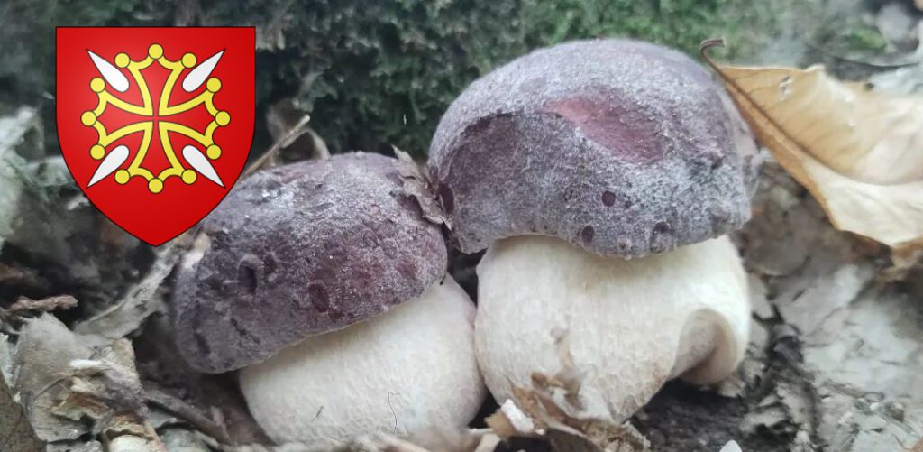 Coins à champignons en Haute-Garonne (31)