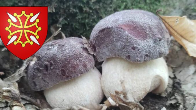 Coins à champignons en Haute-Garonne (31)