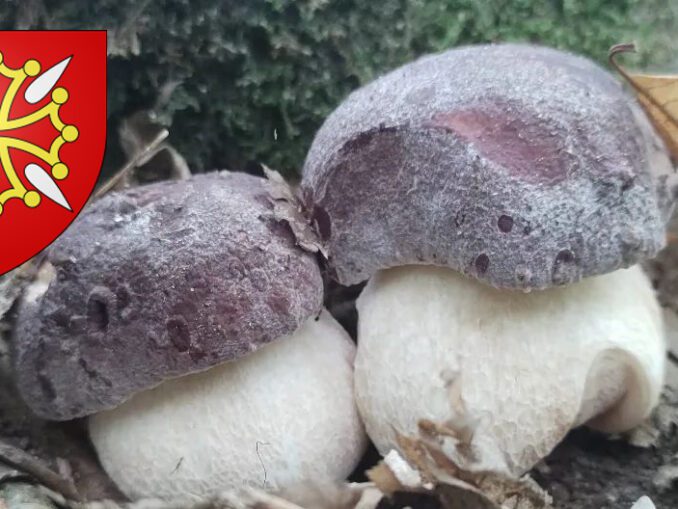 Coins à champignons en Seine et Marne Chasseurs de champignons — free download