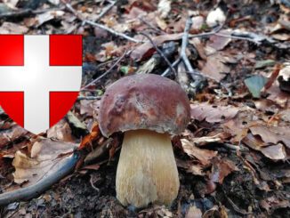 Coins à champignons en Haute-Savoie (74)