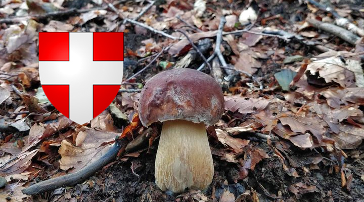 Coins à champignons en Haute-Savoie (74)