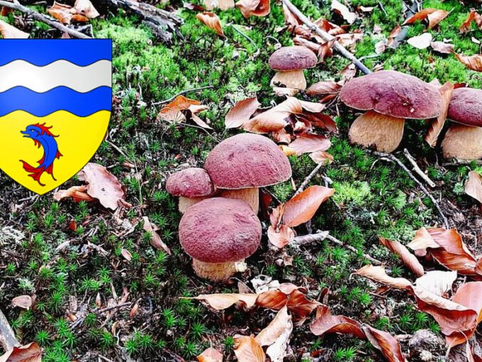 Coins à champignons dans l'Hérault - Chasseurs de champignons