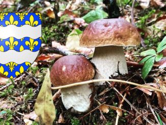 Coins à champignons en Seine-et-Marne (77)