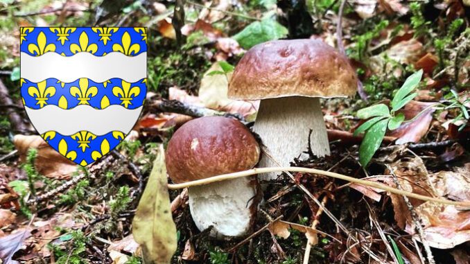 Coins à champignons en Seine-et-Marne (77)