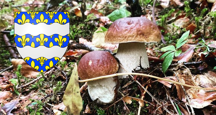 Coins à champignons en Seine-et-Marne (77)