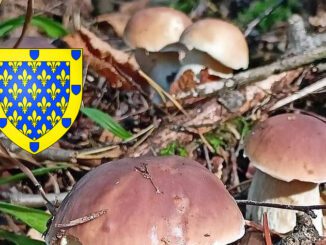 coins à champignons en Ardèche