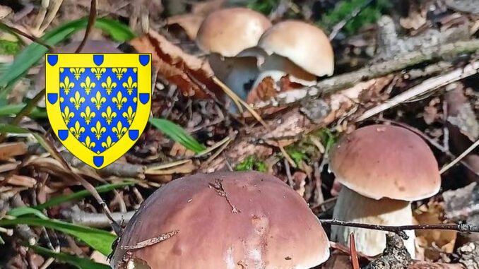 coins à champignons en Ardèche