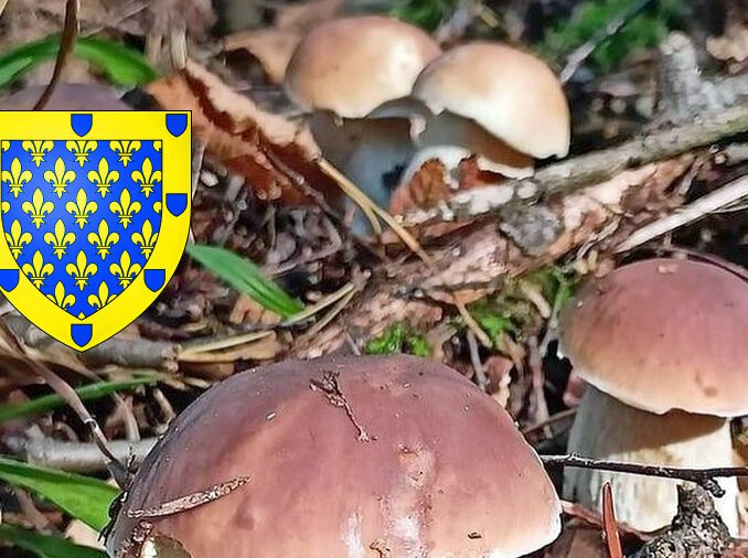 Coins à champignons en Gironde Chasseurs de champignons — free download