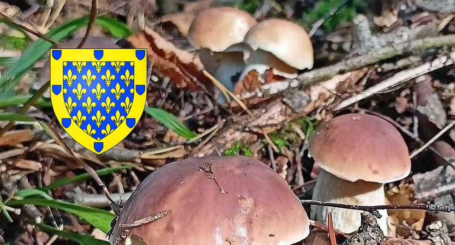 coins à champignons en Ardèche