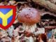 Coins à champignons dans l'Yonne (89)