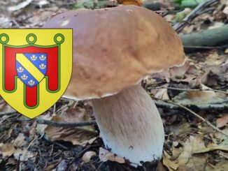 Coins à champignons dans le Cantal (15)