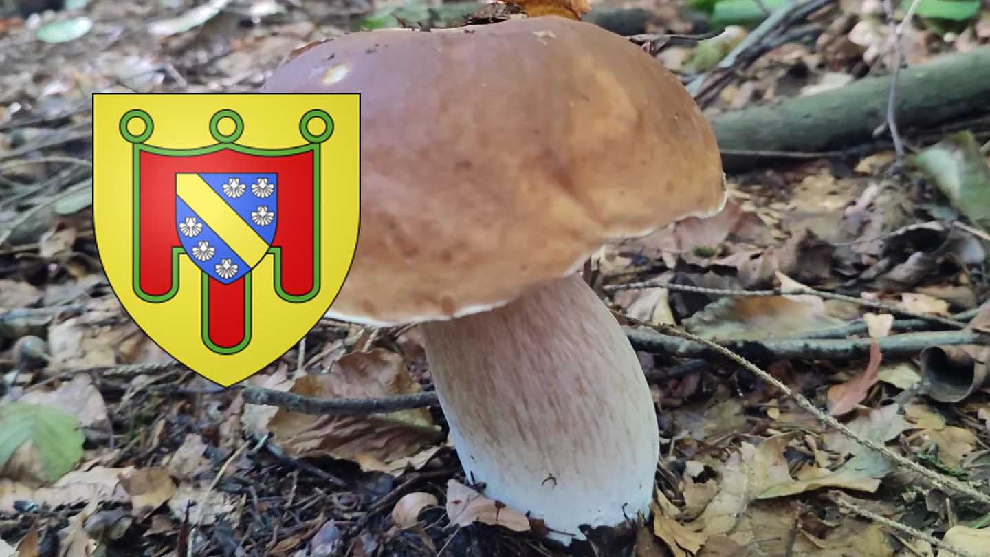 Coins à champignons dans le Cantal - Chasseurs de champignons