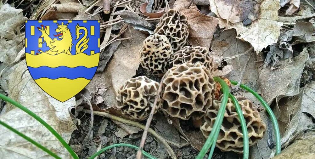 Coins à champignons dans le Doubs (25)