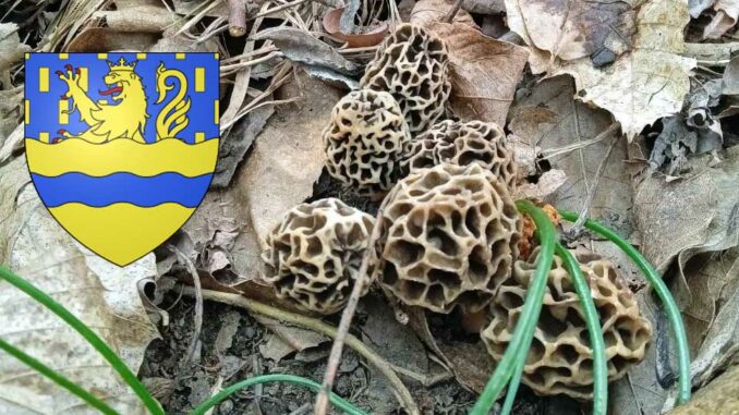 Coins à champignons dans le Doubs (25)