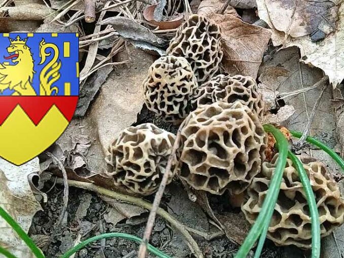 Coins à champignons en Savoie - Chasseurs de champignons