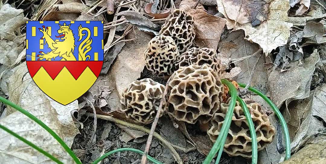 Coins à champignons dans le Jura - Chasseurs de champignons