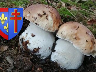 Coins à champignons dans le Maine-et-Loire (49)