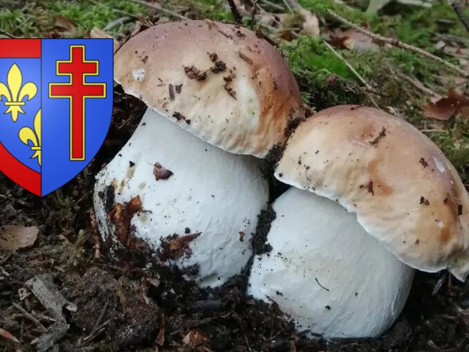 Coins à champignons en HauteLoire Chasseurs de champignons — free download