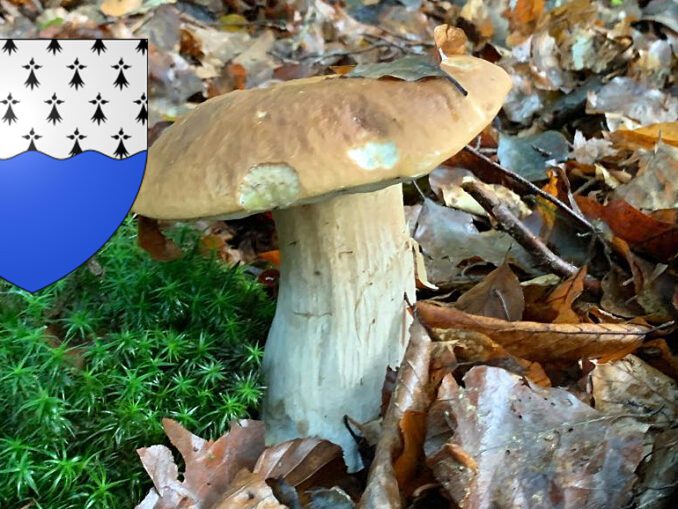 Coins à champignons dans l'Oise - Chasseurs de champignons