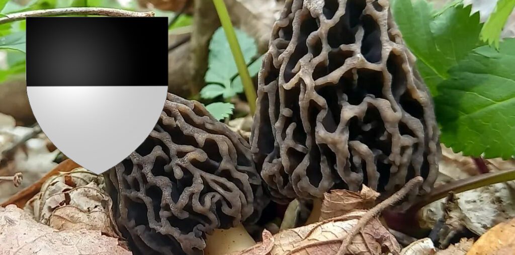 Coins à champignons dans le canton de Fribourg (FR)