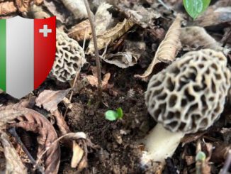 Coins à champignons dans le canton de Neuchâtel (NE)