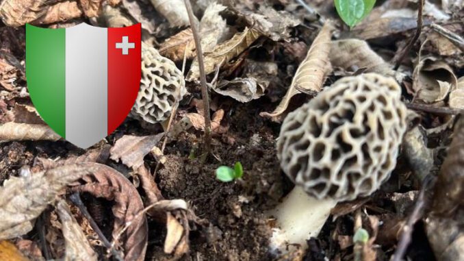 Coins à champignons dans le canton de Neuchâtel (NE)