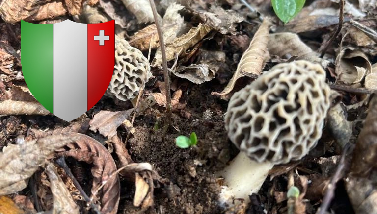 Coins à champignons dans le canton de Neuchâtel (NE)