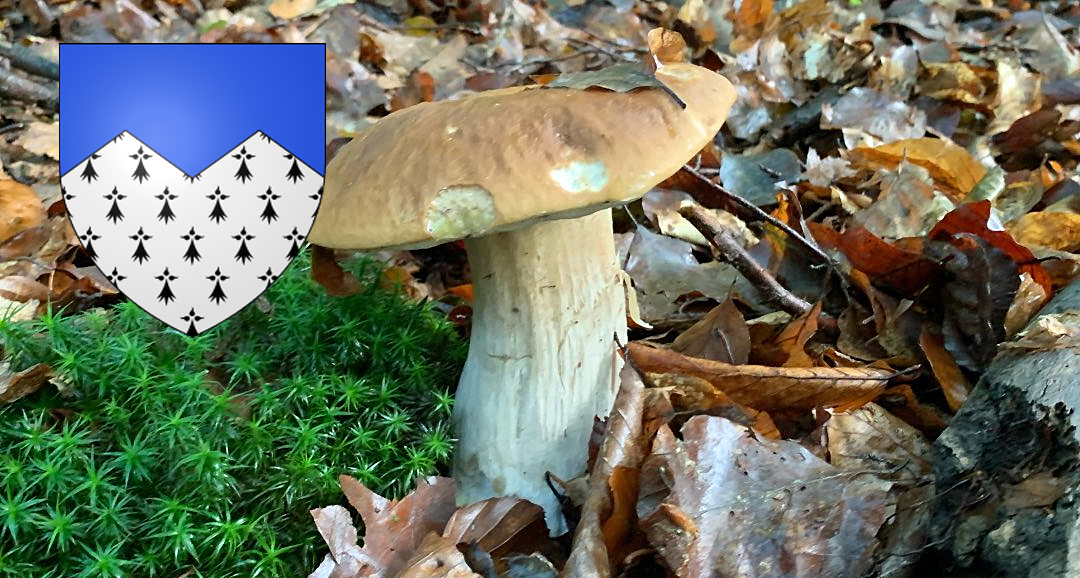 Coins à champignons dans les Côtes-d'Armor - Chasseurs de champignons