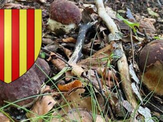 Coins à champignons dans les Pyrénées-Orientales (66)