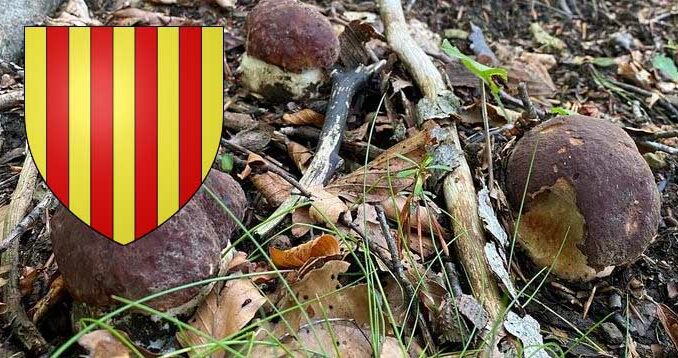 Champignons dans les Pyrénées-Orientales : une saison étrange 
