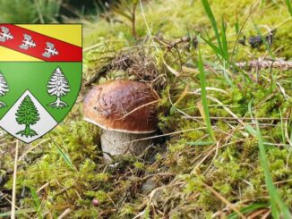 Coins à champignons dans les Vosges (88)