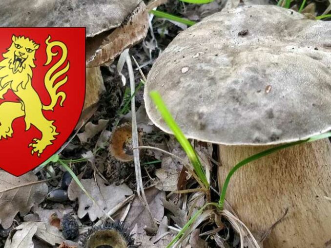 Coins à champignons en Corrèze - Chasseurs de champignons
