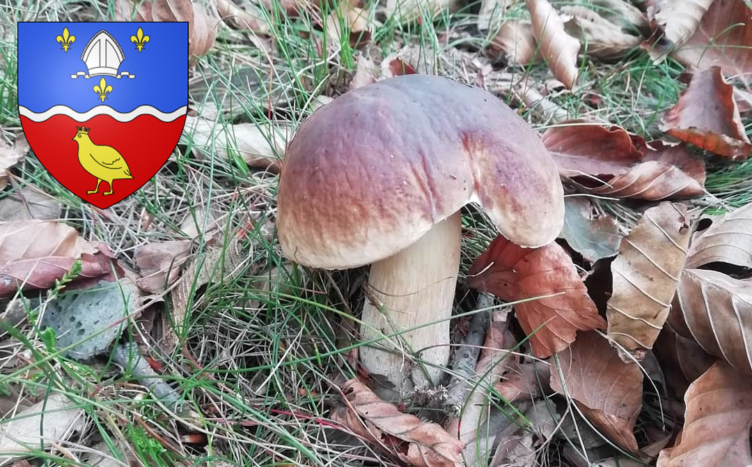 Coins à champignons en Charente-Maritime - Chasseurs de champignons