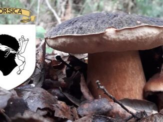 Coins à champignons en Corse (2A, 2B)