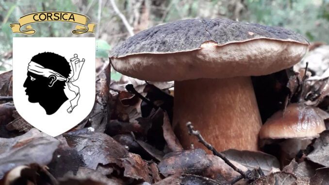 Coins à champignons en Corse (2A, 2B)