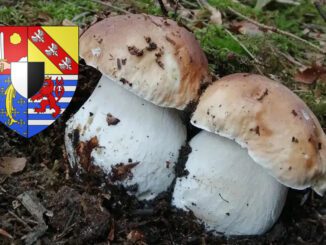 Coins à champignons en Moselle (57)