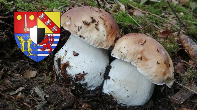 Coins à champignons en Moselle (57)