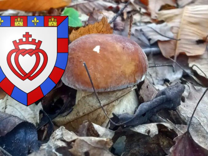 Coins à champignons - Chasseurs de champignons