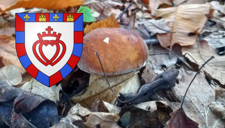 Coins à champignons en Vendée - Chasseurs de champignons