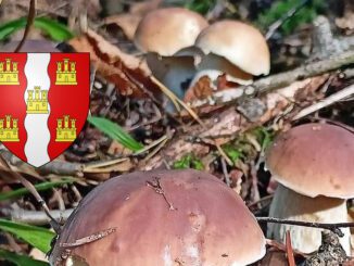 coins à champignons dans le Tarn (81)