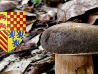 coins à champignons en corrèze (19)