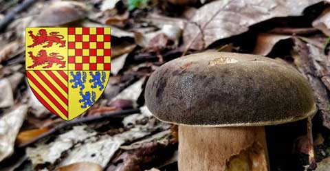 coins à champignons en corrèze (19)