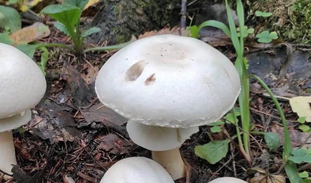 Agaric des bois