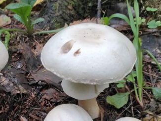 Agaric des bois